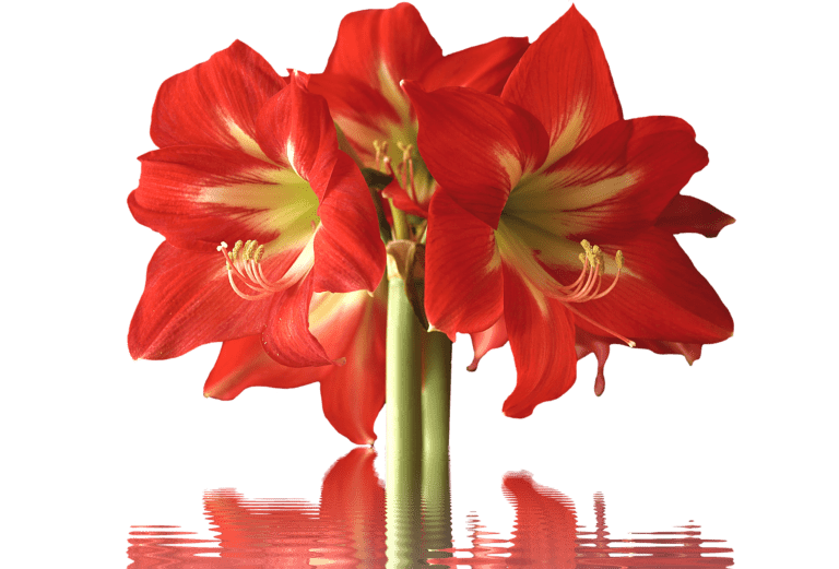 amarylis-roślina-trująca