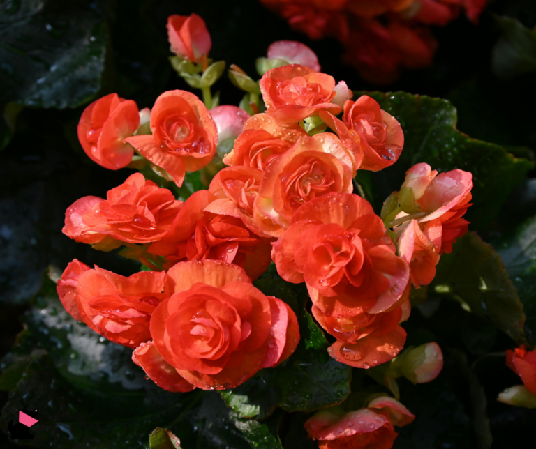 begonia rośliny trujące dla kotów