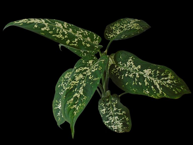 difenbachia-rośliny-trujące