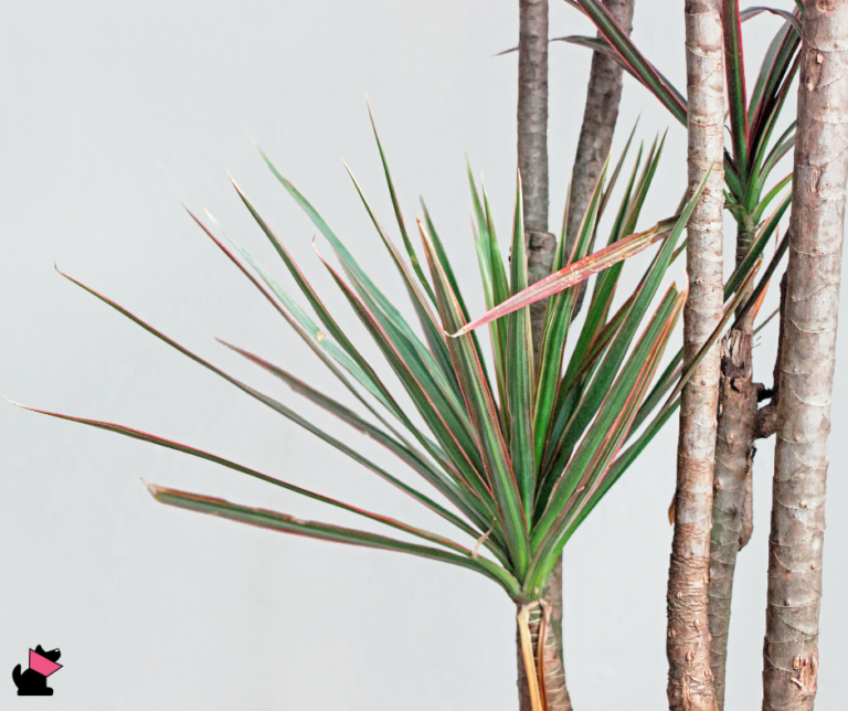 dracena rośliny trujące dla kotów
