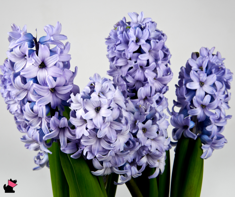 hiacynt rośliny trujące dla kotów