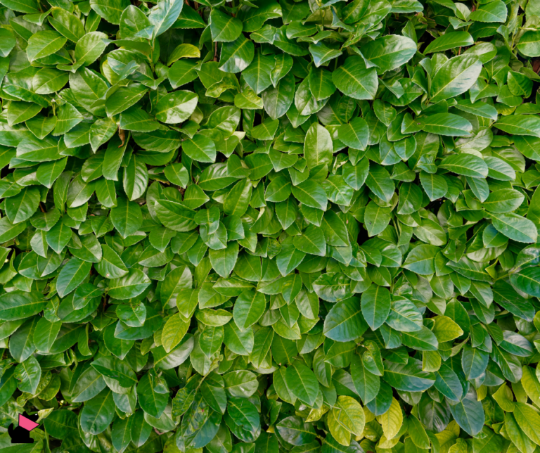 laurowiśnia rośliny trujące dla kotów