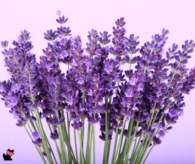 lawenda rośliny trujące dla kotów