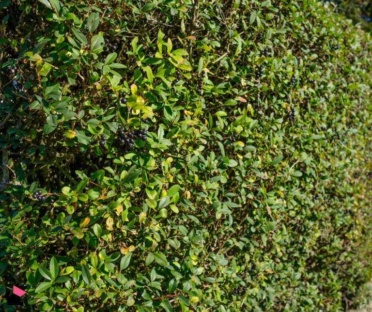 ligustr rośliny trujące dla kotów