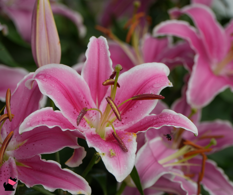 lilia rośliny trujące dla kotów