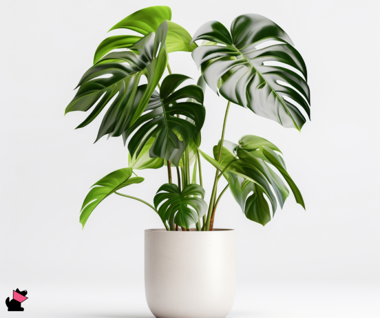 monstera rośliny trujące dla kotów
