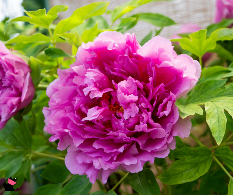 piwonia rośliny trujące dla kotów