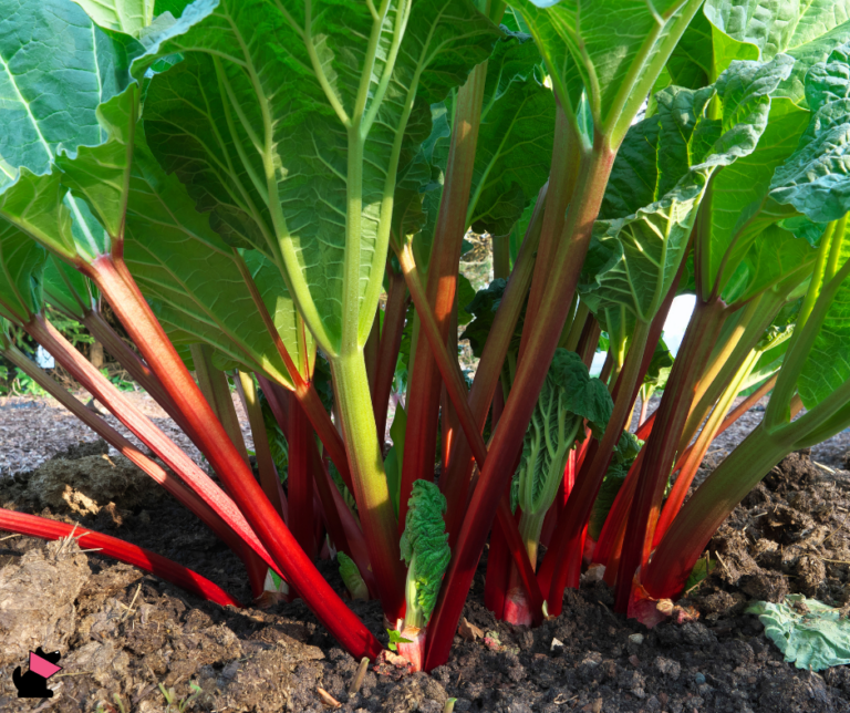 rabarbar rośliny trujące dla kotów