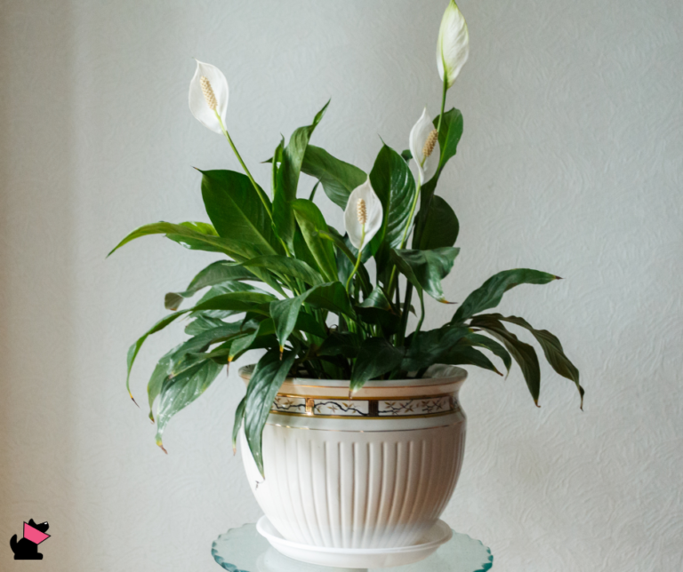 skrzydłokwiat rośliny trujące dla zwierząt