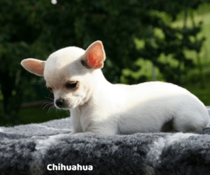 chihuahua-vet-alert
