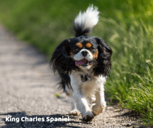 king-charles-spaniel-vet-alert