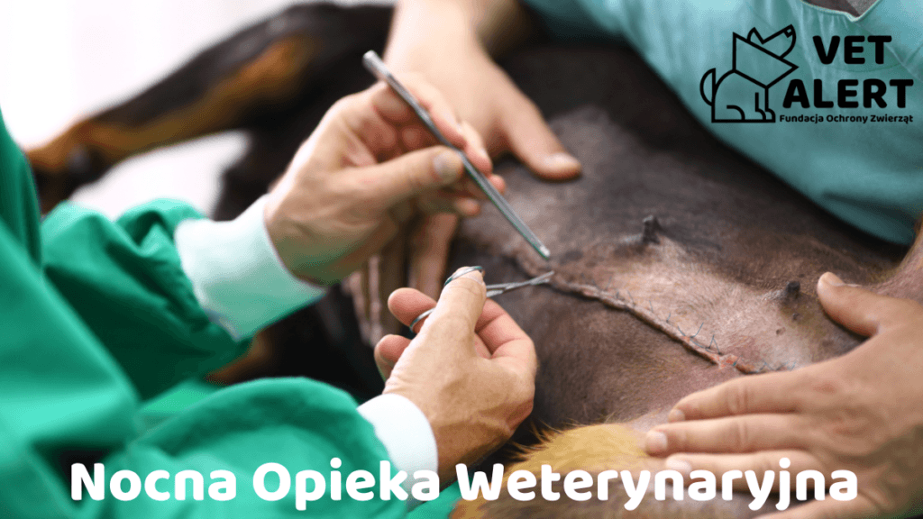 całodobowa opieka weterynaryjna