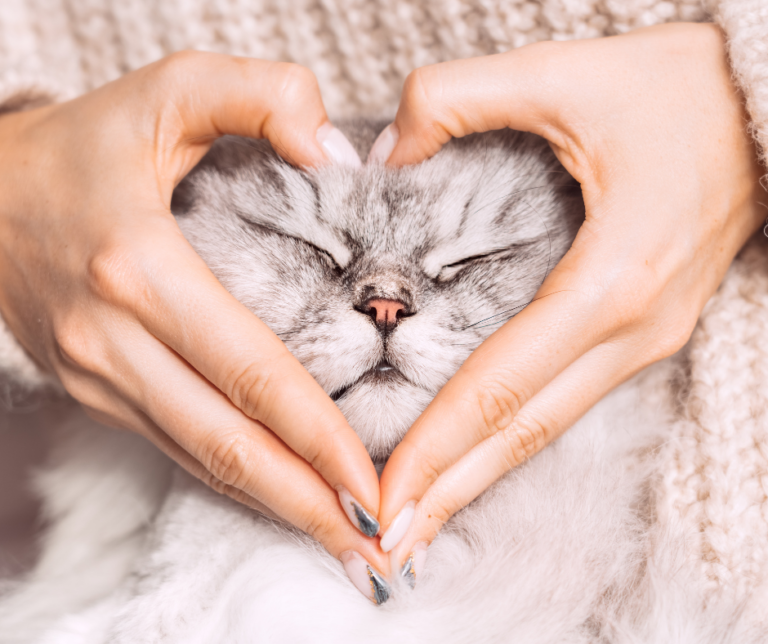 7 Przepisów na domowe ciastka dla kotów