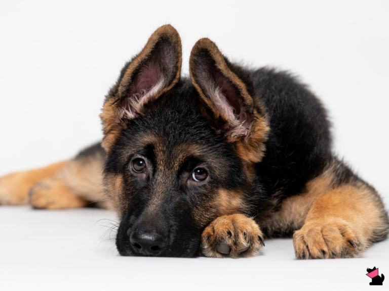 Dobra osobiste lekarza weterynarii a krytyka w internecie