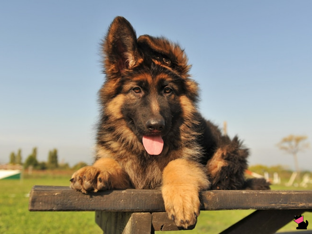 Dobra osobiste lekarza weterynarii a krytyka w internecie