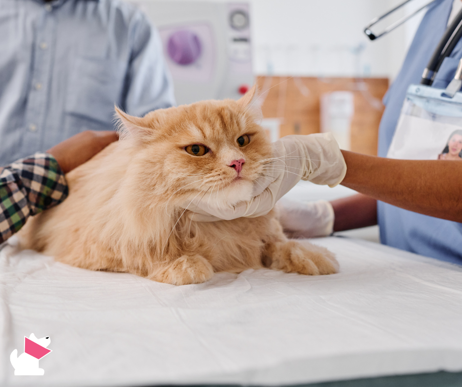 całodobowa opieka weterynaryjna w Koszalinie