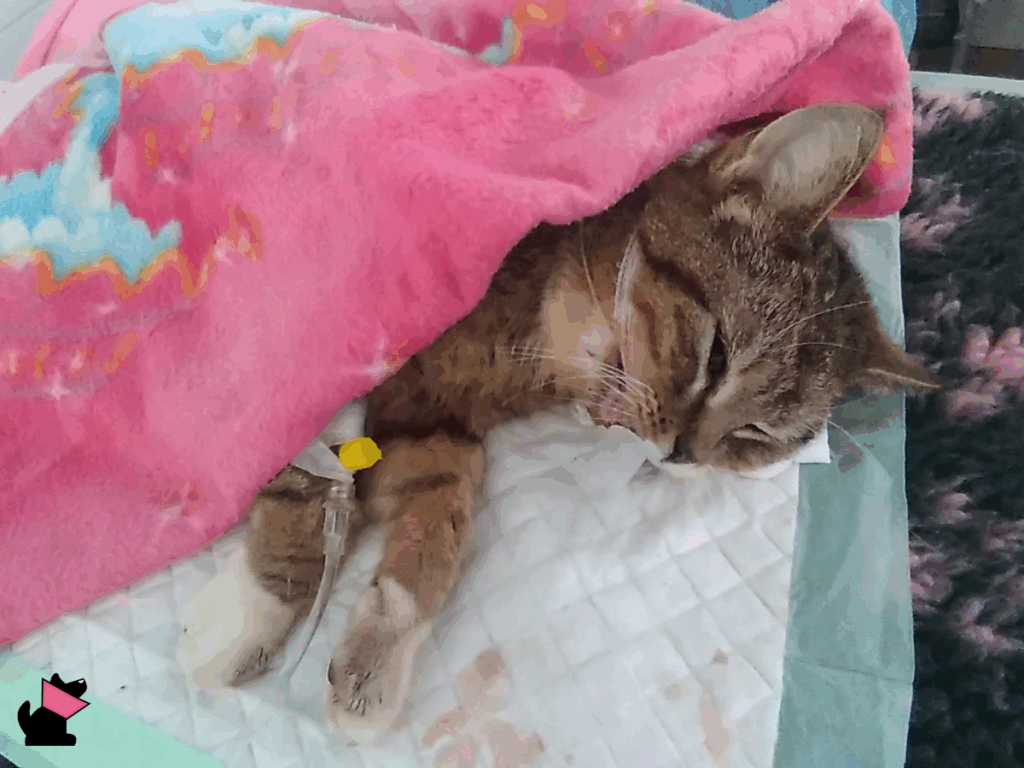 Petycja nr 2 w sprawie całodobowej opieki w Koszalinie