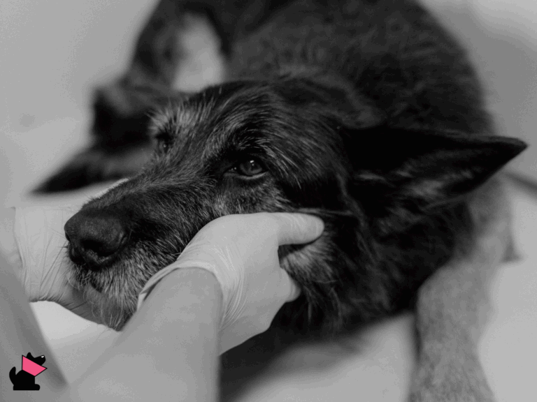 Petycja nr 2 w sprawie całodobowej opieki w Koszalinie