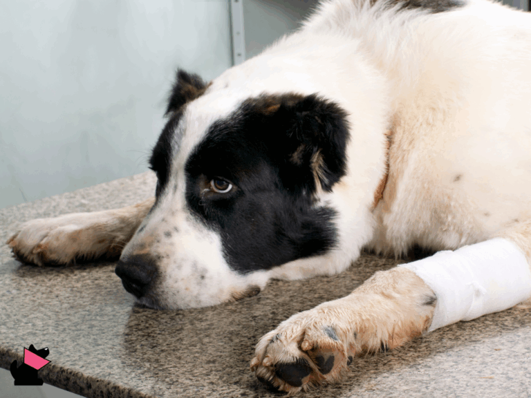 Niepożądane odczyny Poszczepienne (NOP) u psów