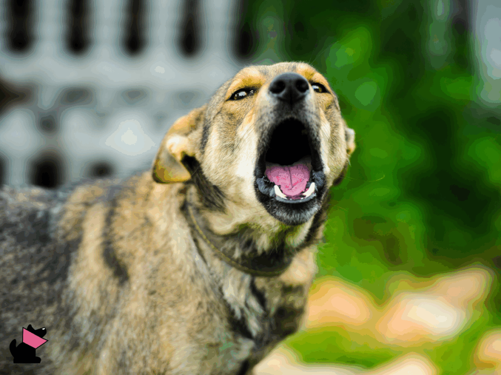 Strach przed wścieklizną groźniejszy niż sama choroba