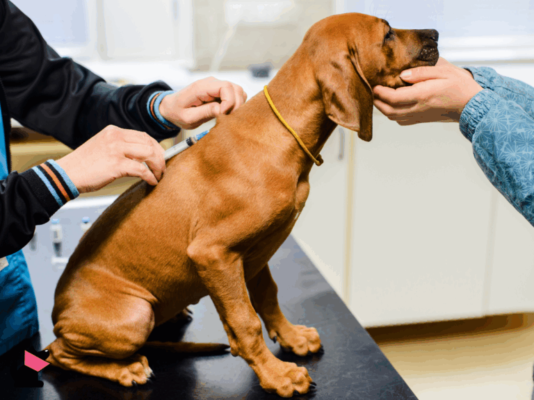 Strach przed wścieklizną groźniejszy niż sama choroba