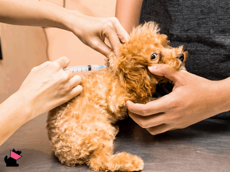 Jaka jest prawda o szczepieniach psów i kotów?