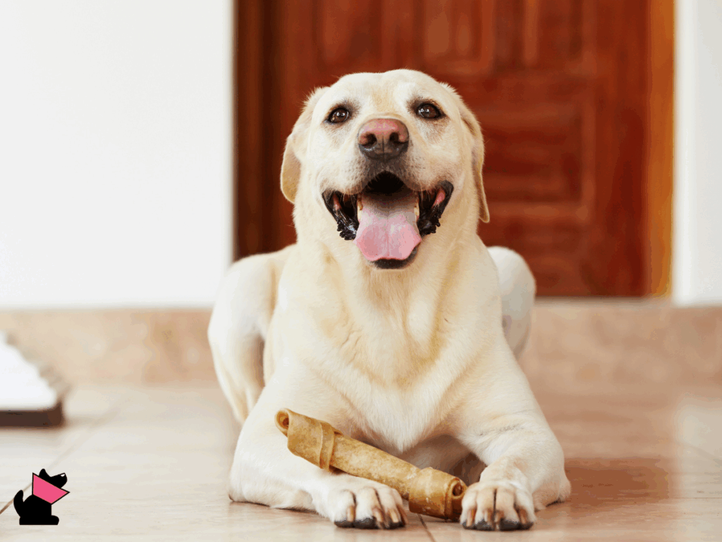 Rozszerzenie i skręt żołądka 5 zasad ratujących życie