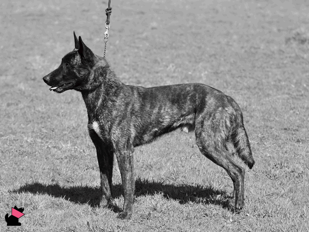 Jak system zawiódł Pioruna. Śmierć owczarka w służbowym radiowozie