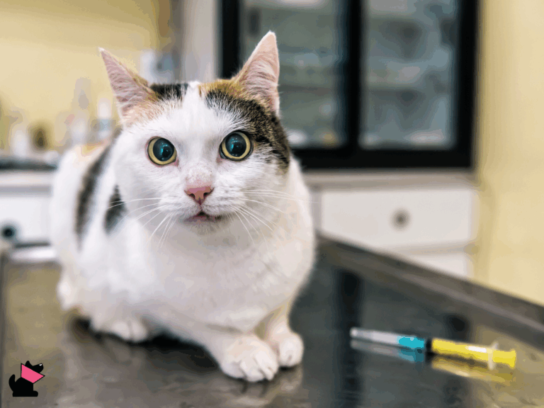 Niepożądane odczyny poszczepienne (NOP) u kotów
