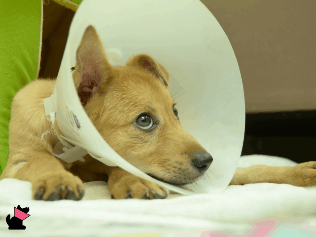 Dlaczego państwo nie chce dopuścić pomocy charytatywnej dla zwierząt?