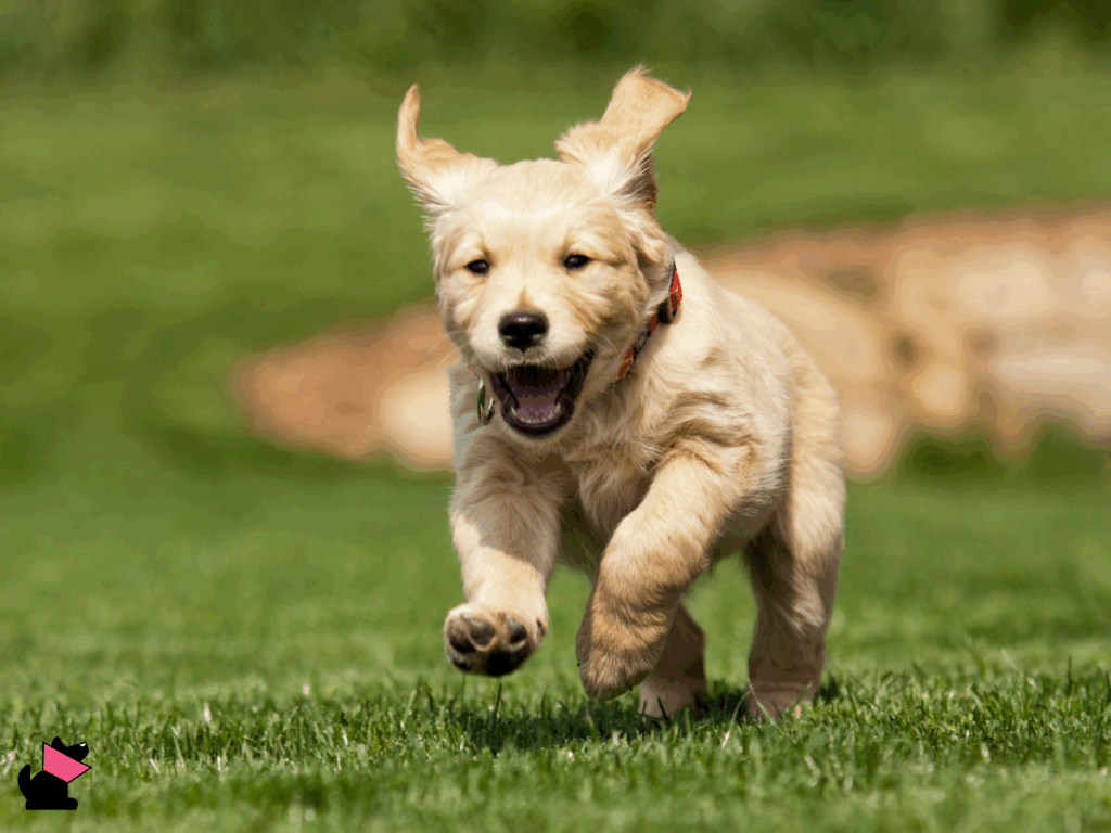 Depo-Provera a ryzyko oponiaków u psów i kotów