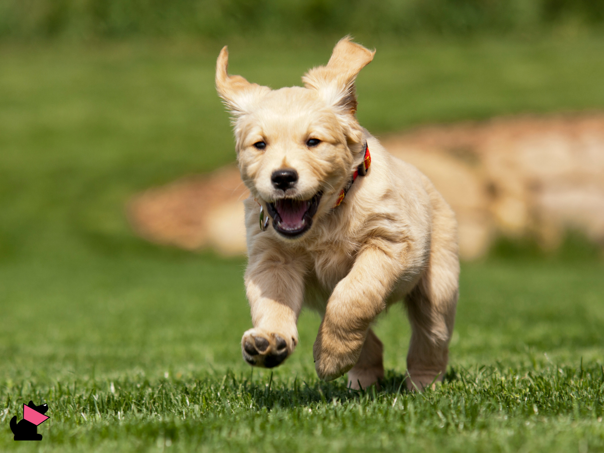 Depo-Provera a ryzyko oponiaków u psów i kotów