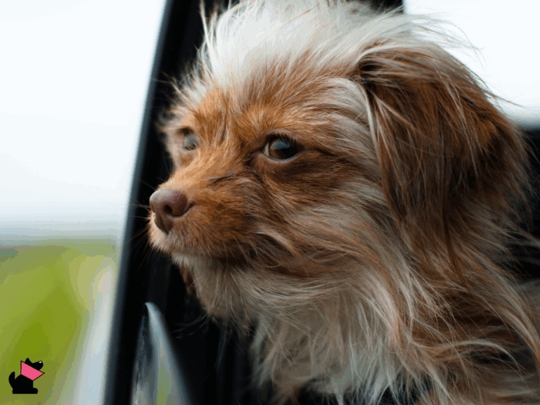 6 domowych sposobów na chorobę lokomocyjną