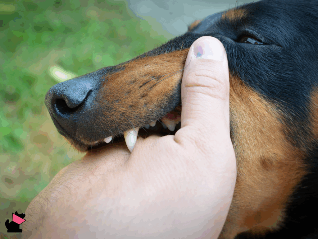 Co zrobić po pokąsaniu przez zwierzę?