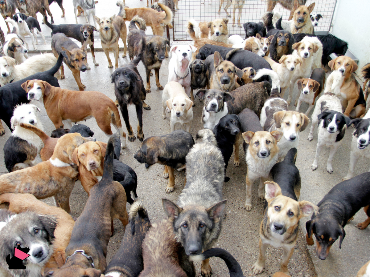 Obowiązek znakowania psów i kotów już w 2025 roku?