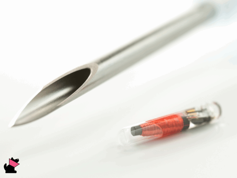 Obowiązek znakowania psów i kotów już w 2025 roku?