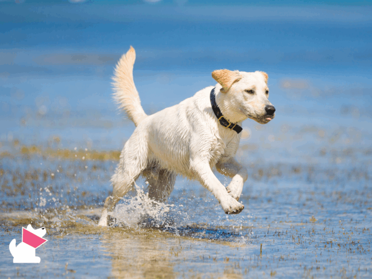 14 lat badań: naukowcy odkryli sekret długowieczności psów