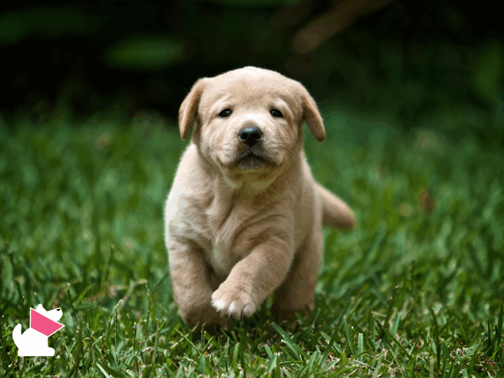 14 lat badań: naukowcy odkryli sekret długowieczności psów