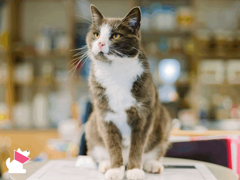 Weekendowa i świąteczna opieka weterynaryjna w Koszalinie