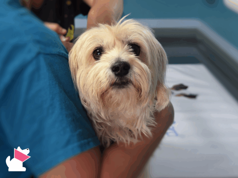 Weekendowa i świąteczna opieka weterynaryjna w Koszalinie