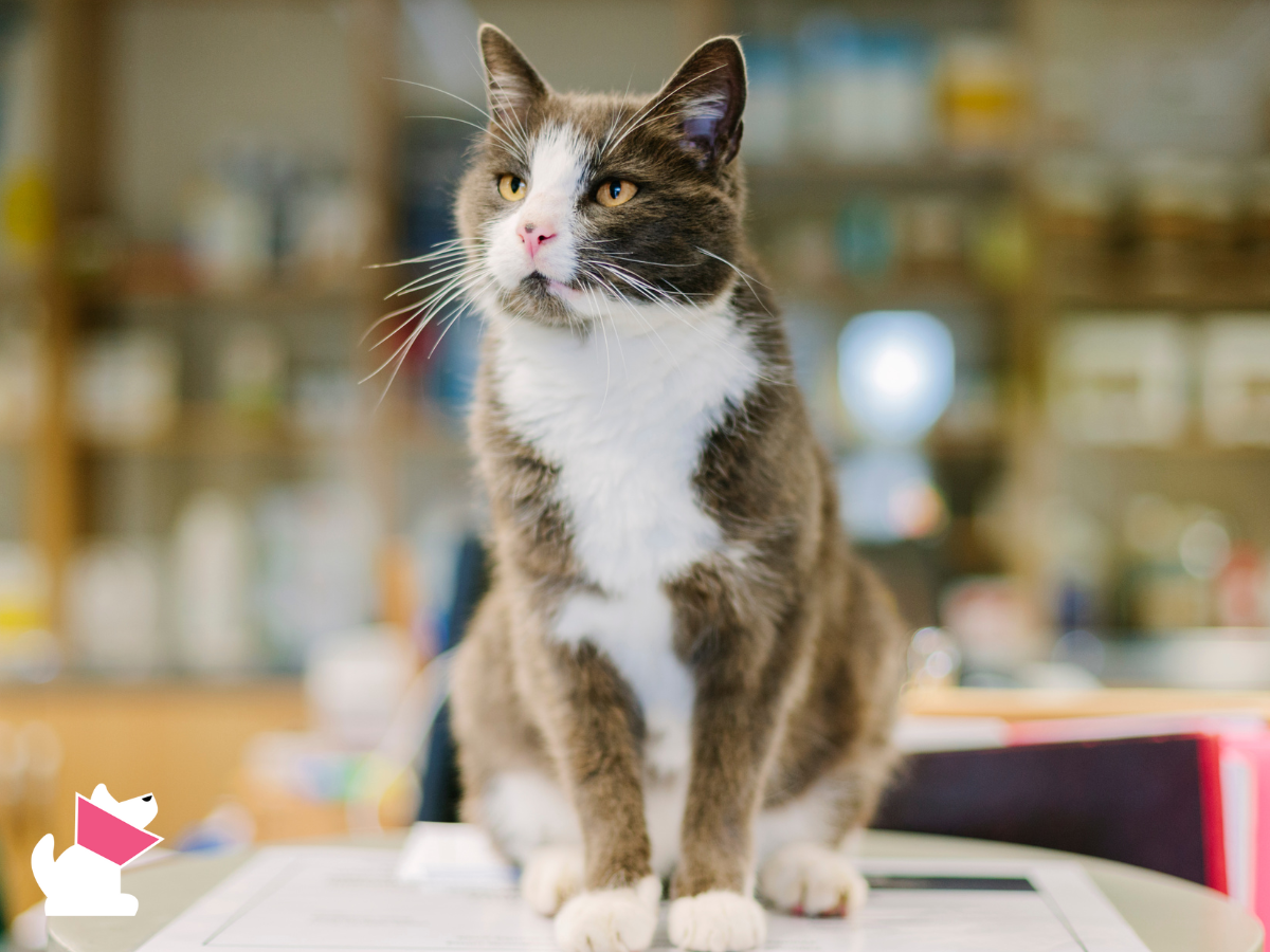 Weekendowa i świąteczna opieka weterynaryjna w Koszalinie