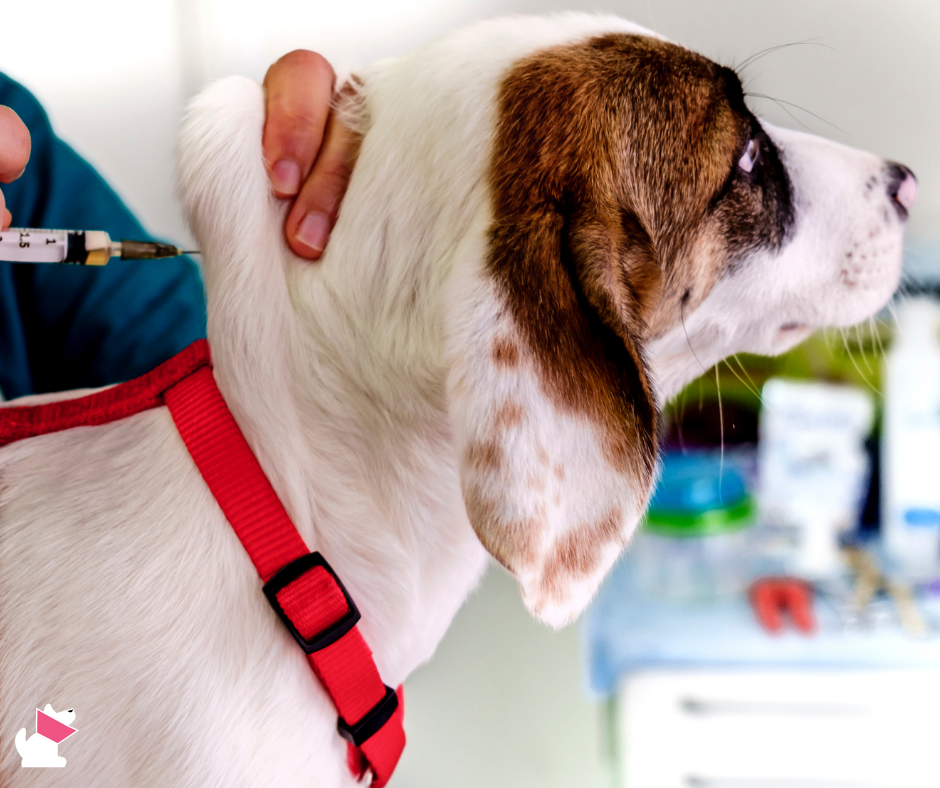 100% szczepionek przeciwko wściekliźnie chroni dłużej niż rok