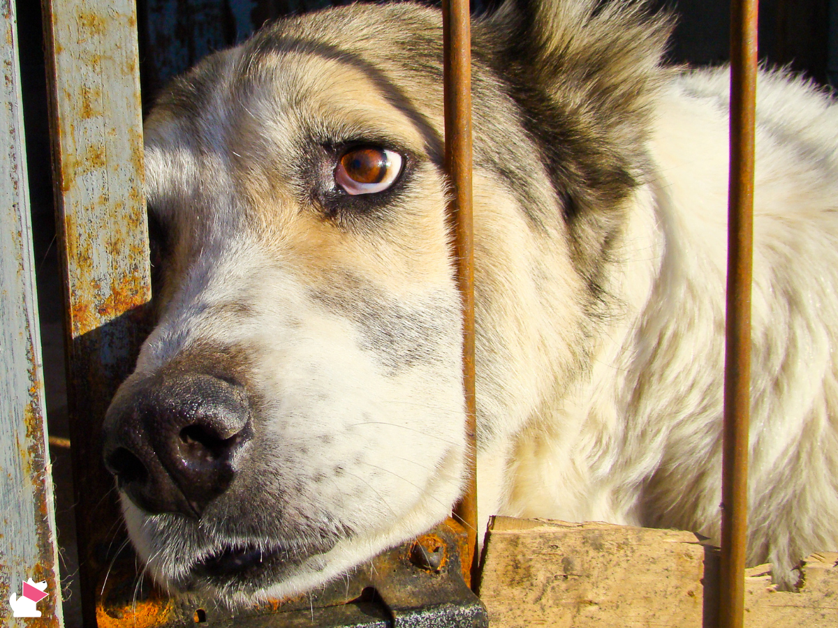Zapobieganie bezdomności zwierząt
