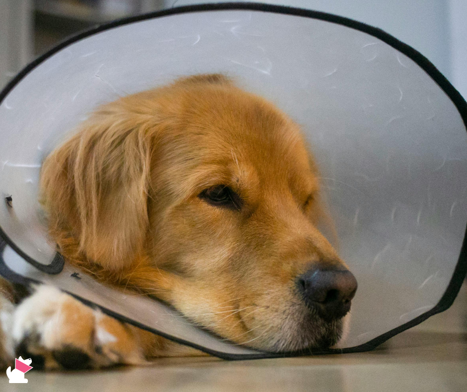 charytatywna weterynaria