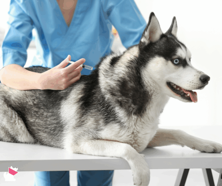 Historia naszej petycji w sprawie szczepień psów przeciwko wściekliźnie