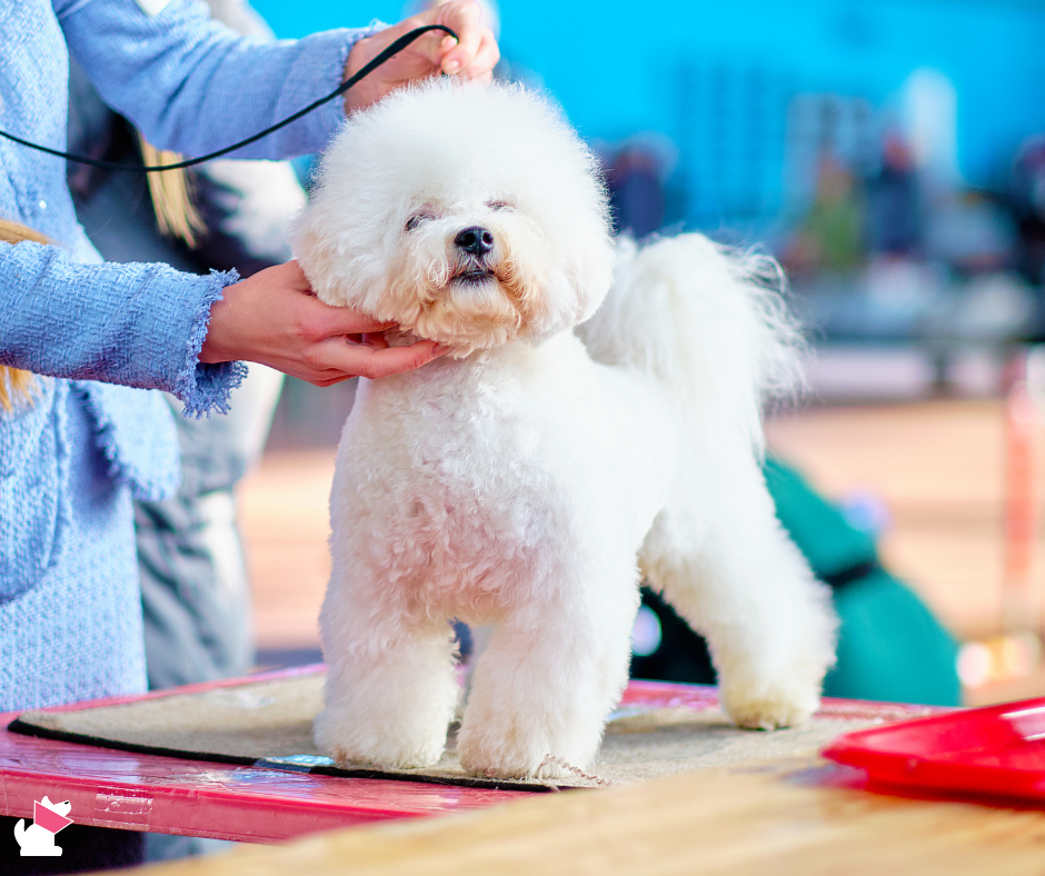 odpowiedzialna hodowla