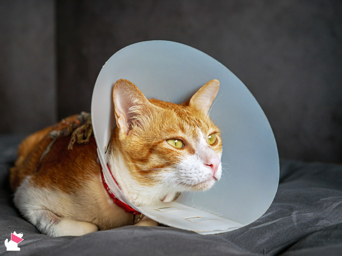 pozytywna weterynaria