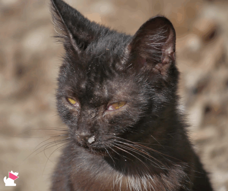 5 sprawdzonych naturalnych sposobów na koci katar