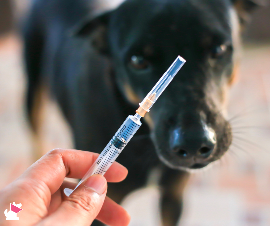 Dlaczego projekt wydłużenia ważności szczepienia w 2023 przepadł w Senacie