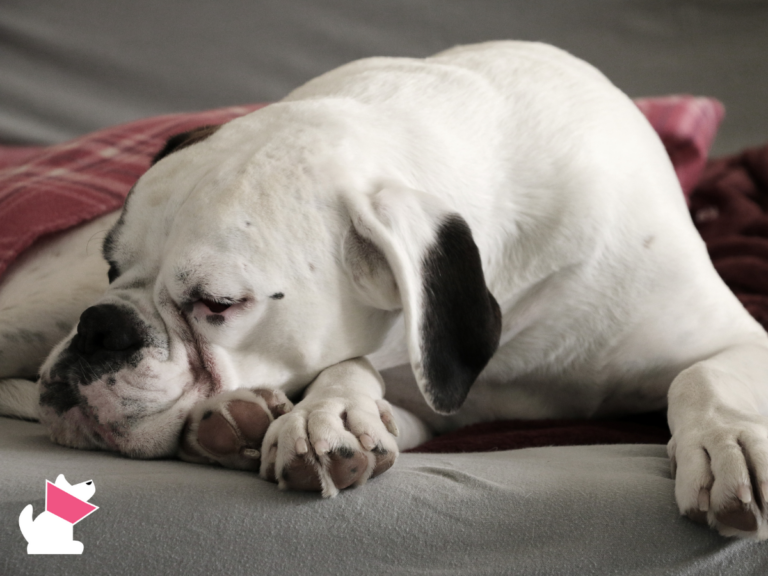 7 naturalnych sposobów wspierania psa i kota przy chłoniaku